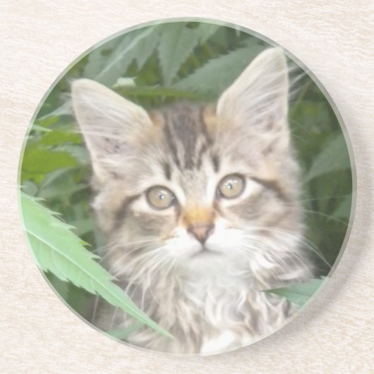 Tabby Kitten Zandsteen Onderzetter (Voorkant)