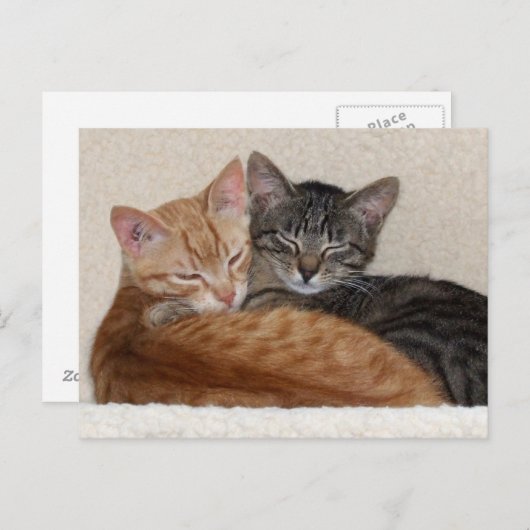 Tabby Kittens-Briefkaart Briefkaart (Voorkant / Achterkant)