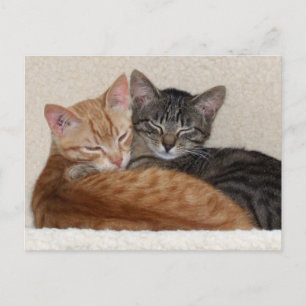 Tabby Kittens-Briefkaart Briefkaart