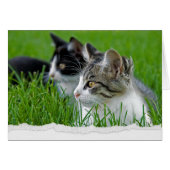 Tabby Kittens in Grass voor Denking (Voorkant Horizontaal)