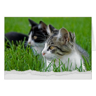 Tabby Kittens in Grass voor Denking