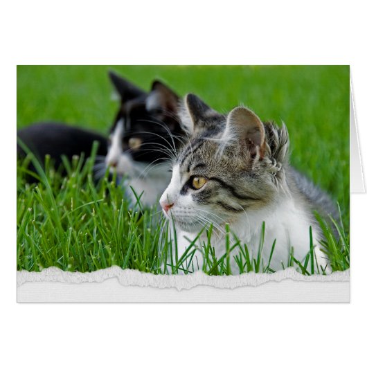 Tabby Kittens in Grass voor Denking (Voorkant Horizontaal)