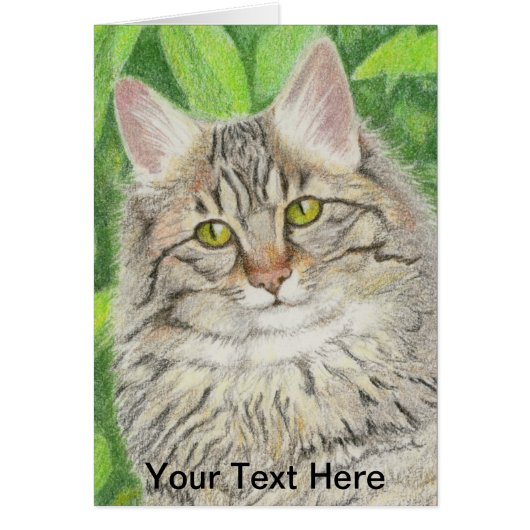 Tabby Longhair (Voorkant)
