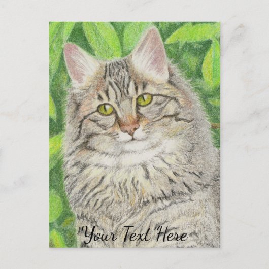 Tabby Longhair Briefkaart (Voorkant)