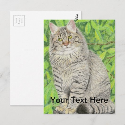 Tabby Longhair Briefkaart (Voorkant / Achterkant)