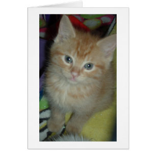 Tabby Love
