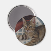 Tabby Meisje Kitten Magneet (Voorkant / Achterkant)