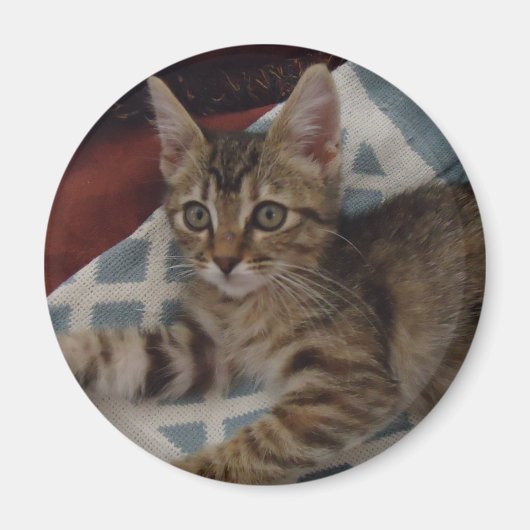 Tabby Meisje Kitten Magneet (Voorkant)