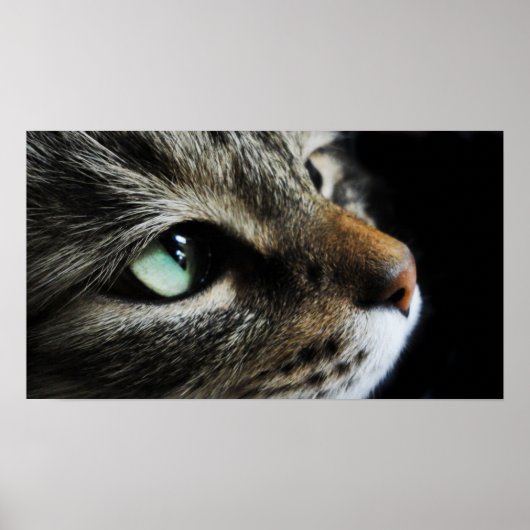 Tabby Poster (Voorkant)
