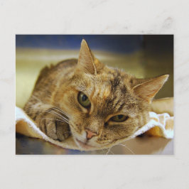 Tabby Princess Briefkaart