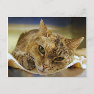 Tabby Princess Briefkaart