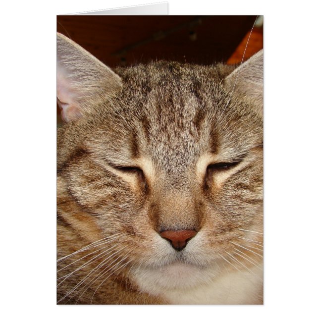 Tabby Tiger Cat (Voorkant)