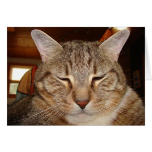 Tabby Tiger Cat