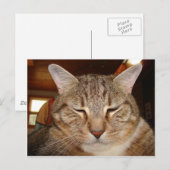 Tabby Tiger Cat Briefkaart (Voorkant / Achterkant)