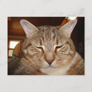 Tabby Tiger Cat Briefkaart