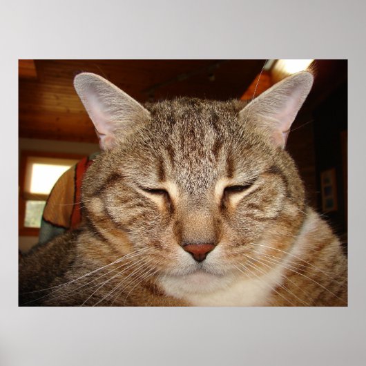 Tabby Tiger Cat Poster (Voorkant)