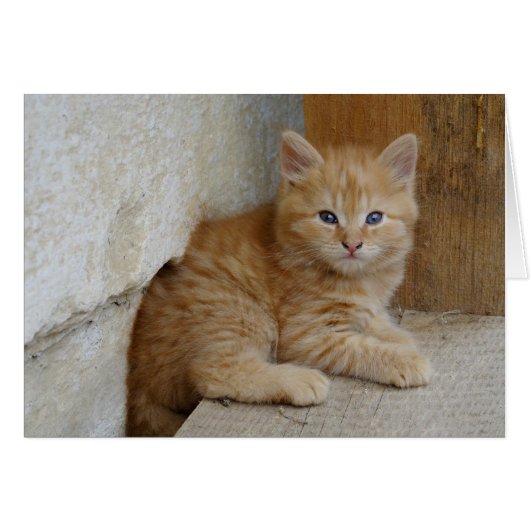 Tabby Tomcat Kitten (Voorkant Horizontaal)