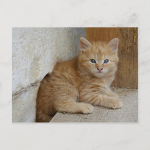 Tabby Tomcat Kitten Briefkaart