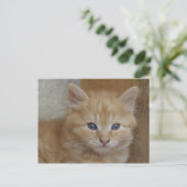 Tabby Tomcat Kitten Briefkaart (Staand voorkant)