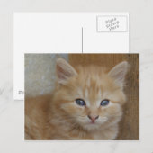 Tabby Tomcat Kitten Briefkaart (Voorkant / Achterkant)
