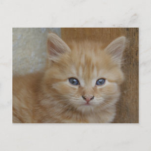 Tabby Tomcat Kitten Briefkaart