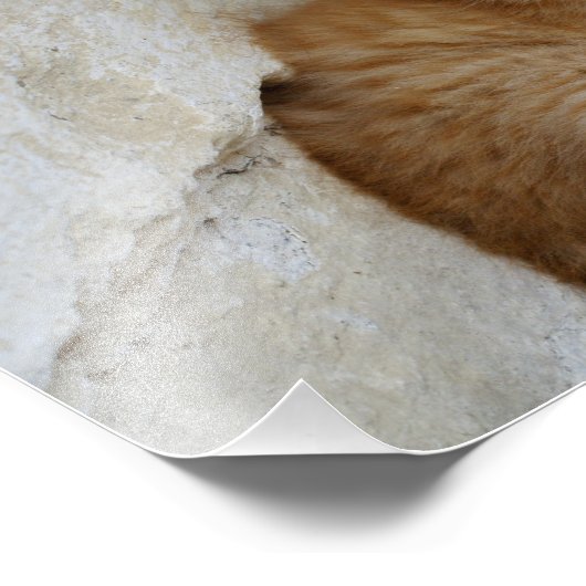 Tabby Tomcat Kitten Foto Afdruk (Hoek)