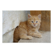 Tabby Tomcat Kitten Foto Afdruk (Voorkant)