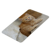 Tabby Tomcat Kitten Magneet (Linkerzijde)