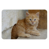 Tabby Tomcat Kitten Magneet (Horizontaal)