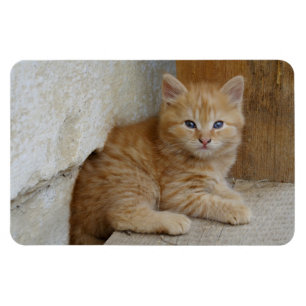 Tabby Tomcat Kitten Magneet
