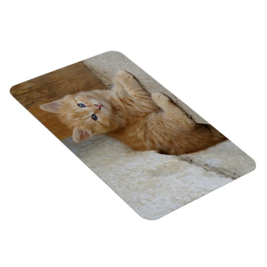 Tabby Tomcat Kitten Magneet (Rechterzijde)