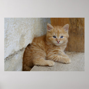 Tabby Tomcat Kitten Poster
