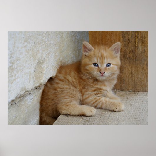 Tabby Tomcat Kitten Poster (Voorkant)