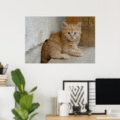 Tabby Tomcat Kitten Poster (Thuiskantoor)