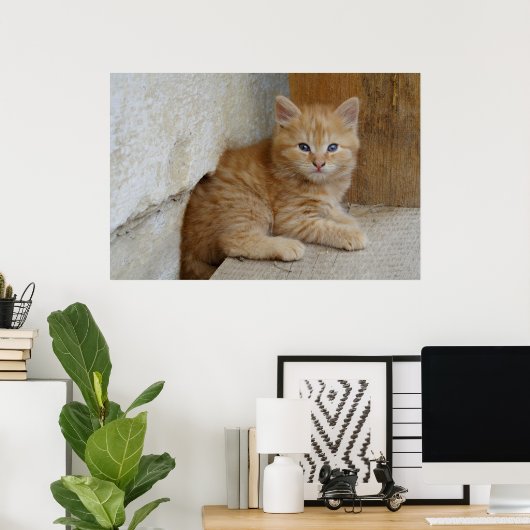 Tabby Tomcat Kitten Poster (Thuiskantoor)