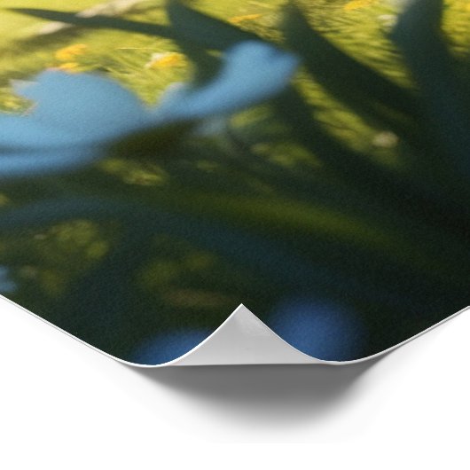 *~* TABBY TUIN Kitty Cat 5:4 katje Poster (Hoek)