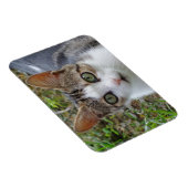 Tabby/White Cat 3"x4" magneet (Rechterzijde)
