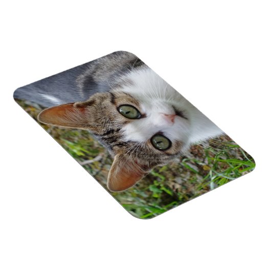 Tabby/White Cat 3"x4" magneet (Rechterzijde)