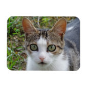 Tabby/White Cat 3"x4" magneet (Horizontaal)