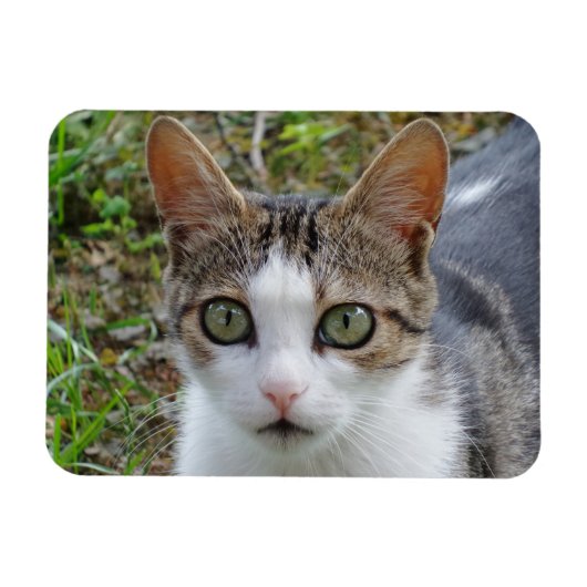 Tabby/White Cat 3"x4" magneet (Horizontaal)
