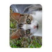 Tabby/White Cat 3"x4" magneet (Verticaal)
