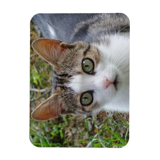 Tabby/White Cat 3"x4" magneet (Verticaal)