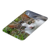 Tabby/White Cat 3"x4" magneet (Linkerzijde)