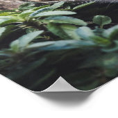 Tabbykat in Bossen Stalking Poster (Hoek)