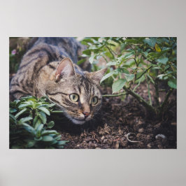 Tabbykat in Bossen Stalking Poster