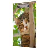 Tabbykat in een boom klembord (Links)