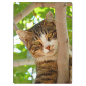 Tabbykat in een boom klembord (Achterkant)