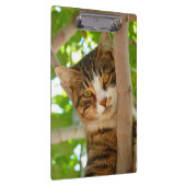 Tabbykat in een boom klembord (Rechts)