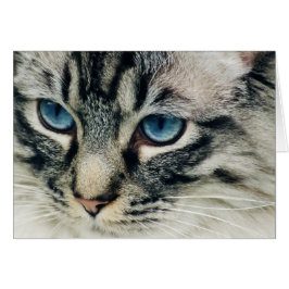 Tabbykat met blauwe ogen
