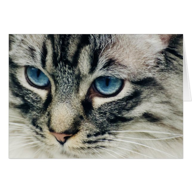 Tabbykat met blauwe ogen (Voorkant Horizontaal)